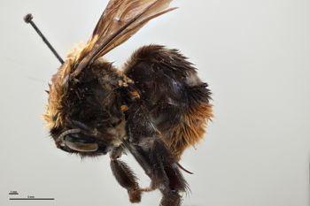 Media type: image;   Entomology 803572 Aspect: habitus lateral view
